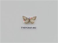 藏品(尺蛾555)的圖片